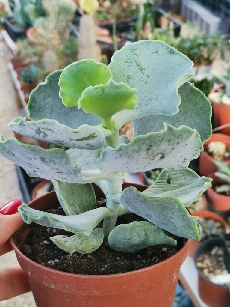 Cotyledon Undulata