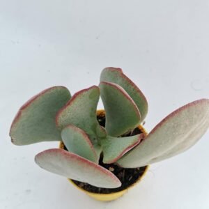 Crassula Arborescens v. Silver Jade