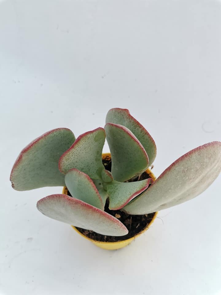 Crassula Arborescens v. Silver Jade