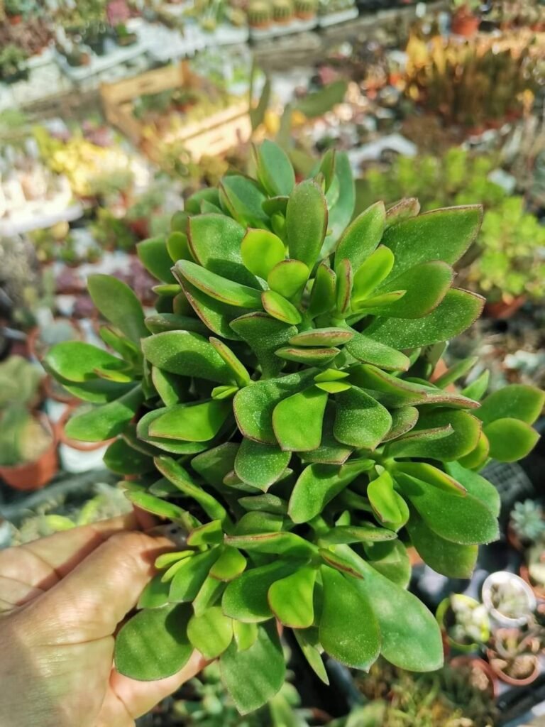 Crassula Argentea
