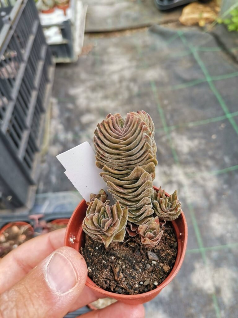 Crassula Buddha’s Temple