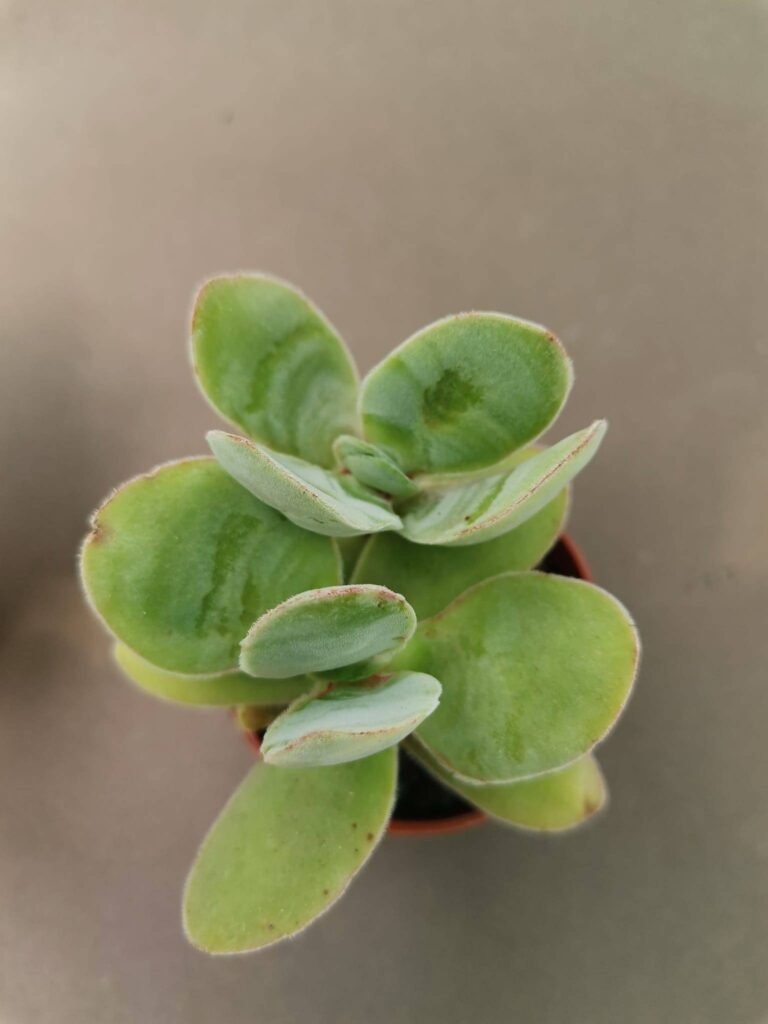 Crassula Cotyledonis
