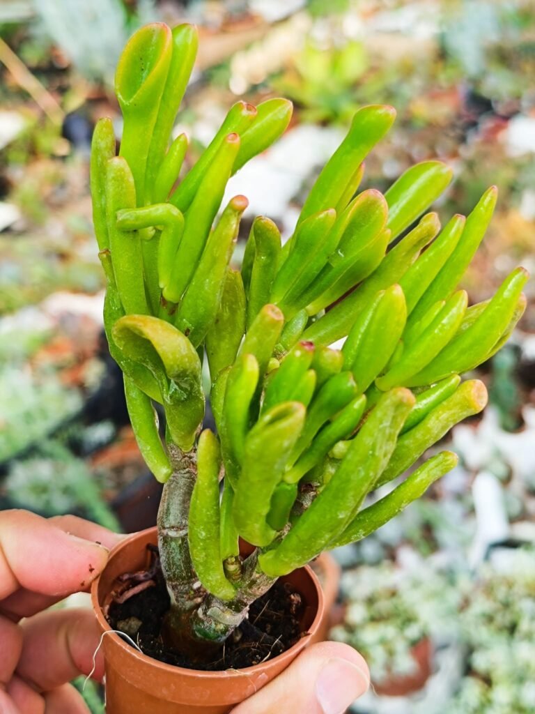 Crassula Gollum cv Hobbit