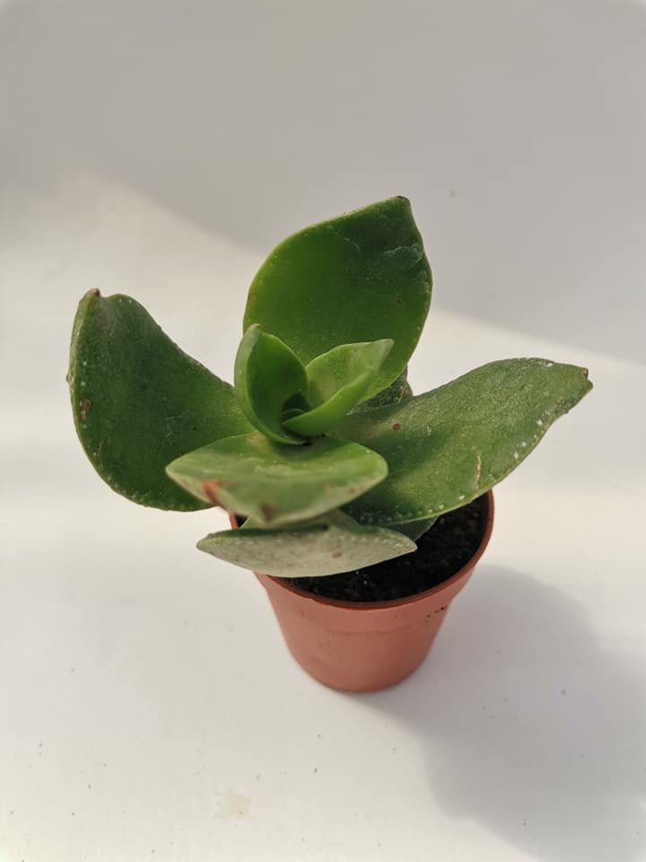 Crassula Lactea