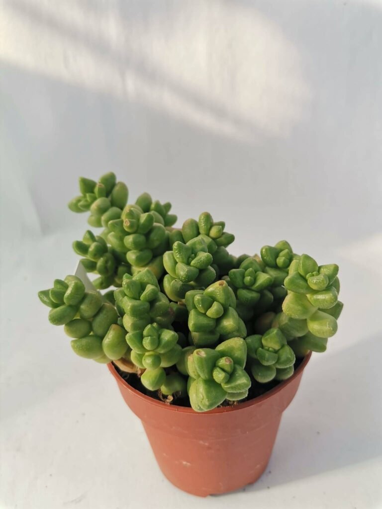 Crassula x Marchandii