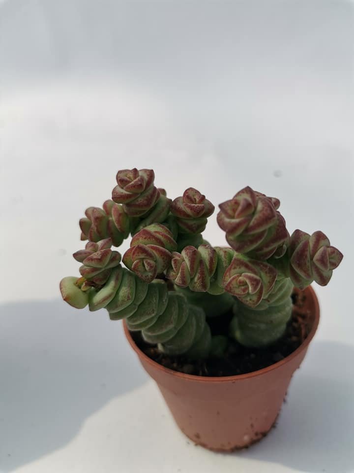 Crassula Marnieriana