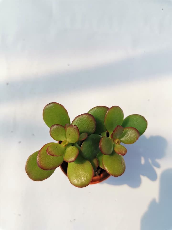Crassula Ovata f. Minor