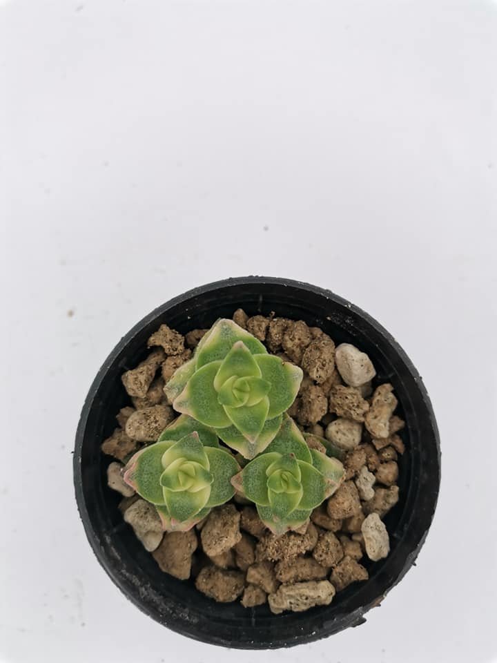 Crassula Pagoda Variegata