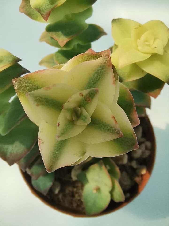 Crassula Pagoda Variegata