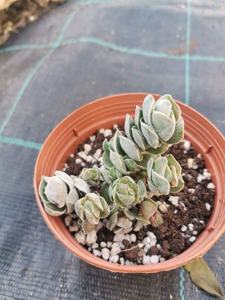 Crassula Pangolin
