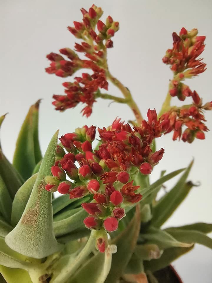 Crassula Perfoliata v. Heterotricha