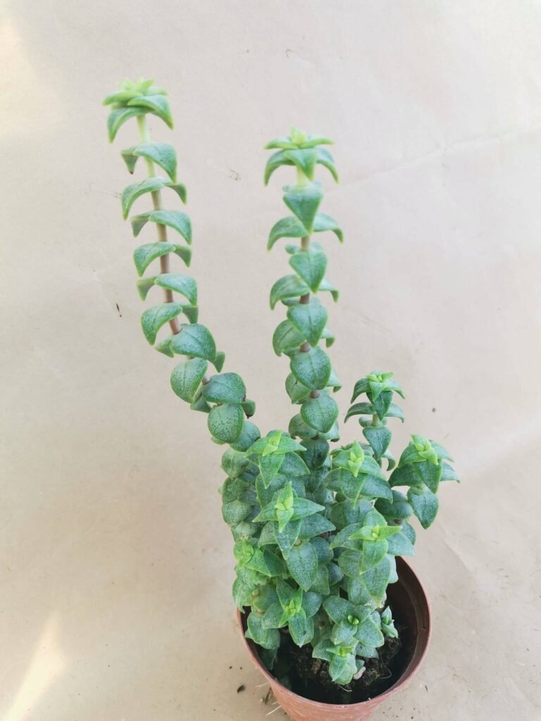 Crassula Perforata
