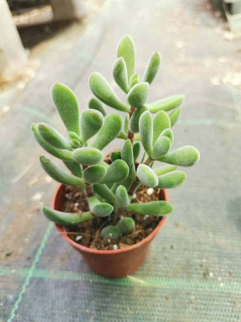 Crassula Rogersii
