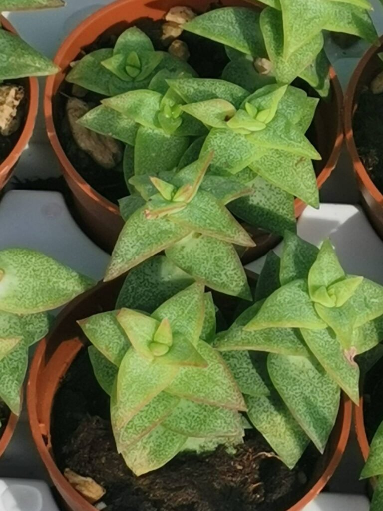 Crassula Rupestris