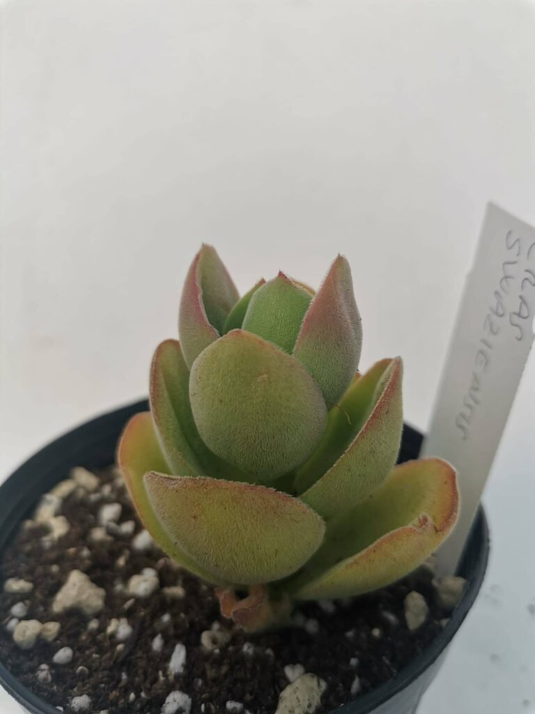 Crassula Swaziensis