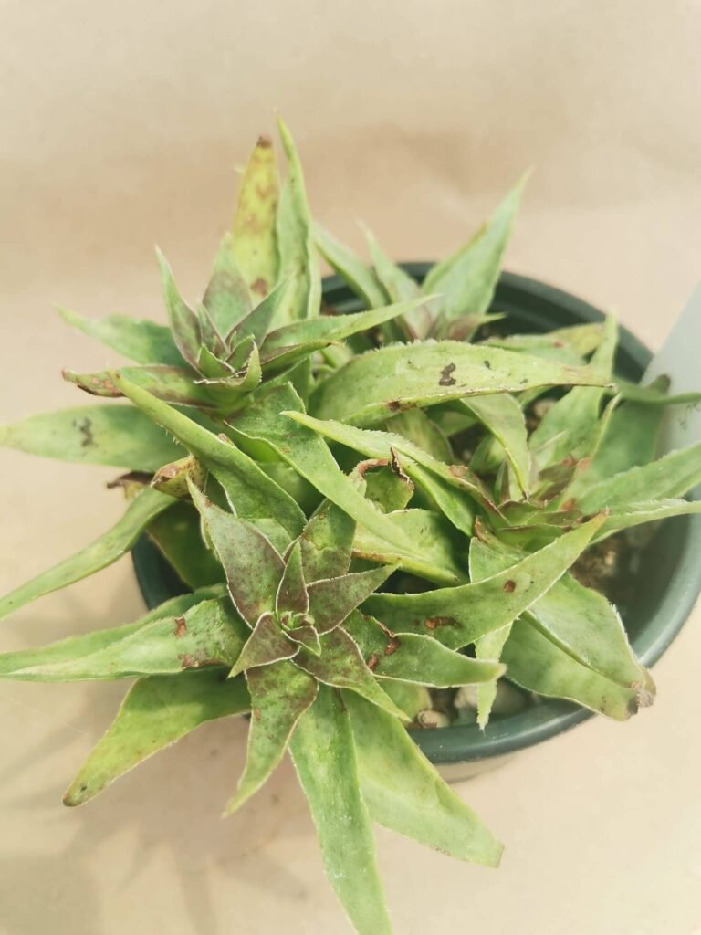 Crassula Alba v. Pervisepala