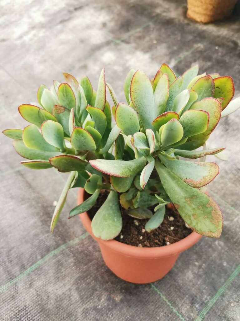Crassula Arborescens
