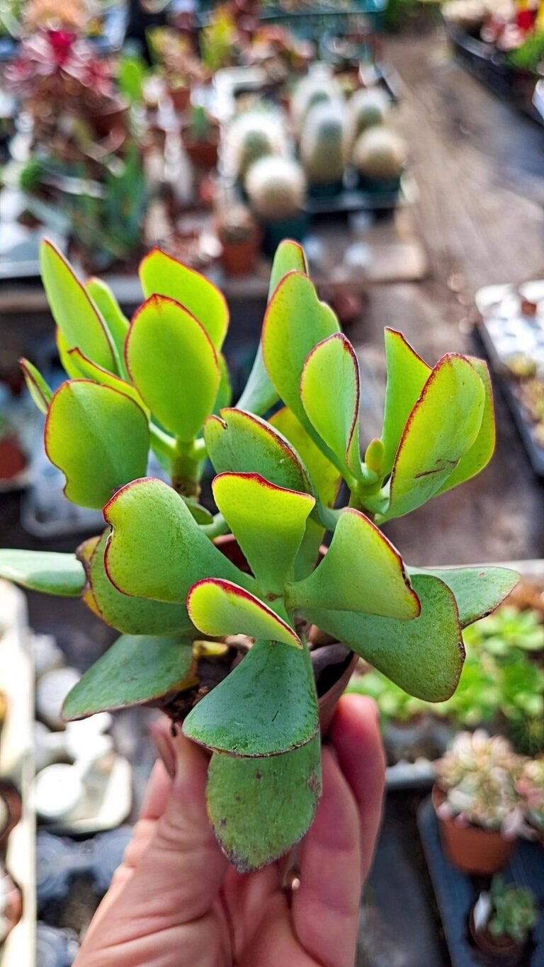 Crassula Arborescens