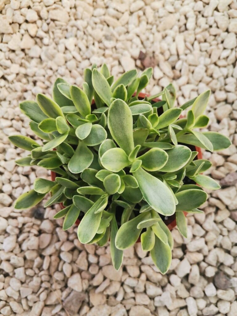 Crassula Argentea