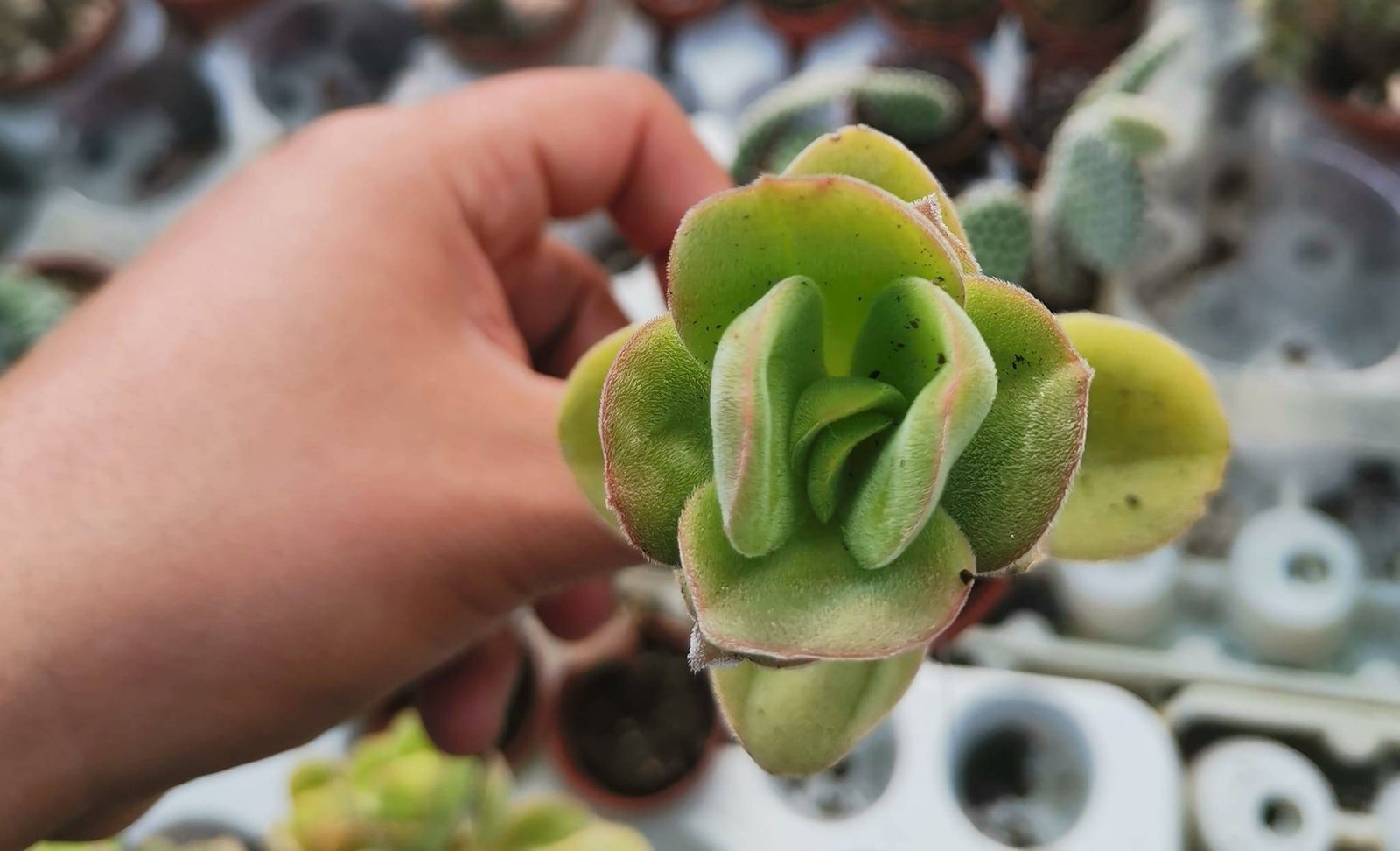 Crassula Argyrophylla v. Swaziensis