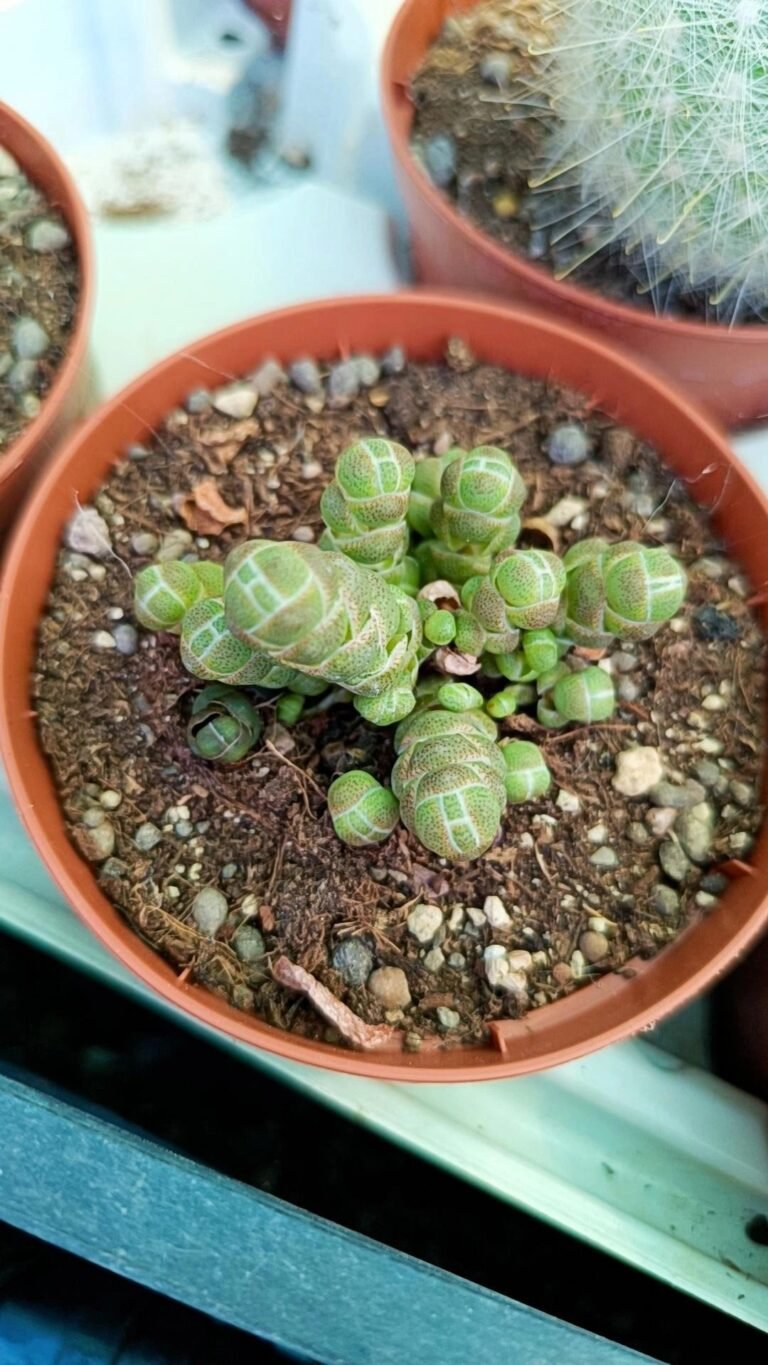 Crassula Barklyi