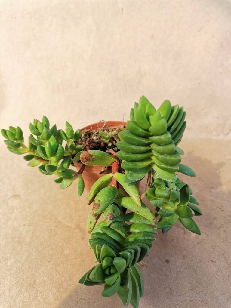 Crassula Benjamin