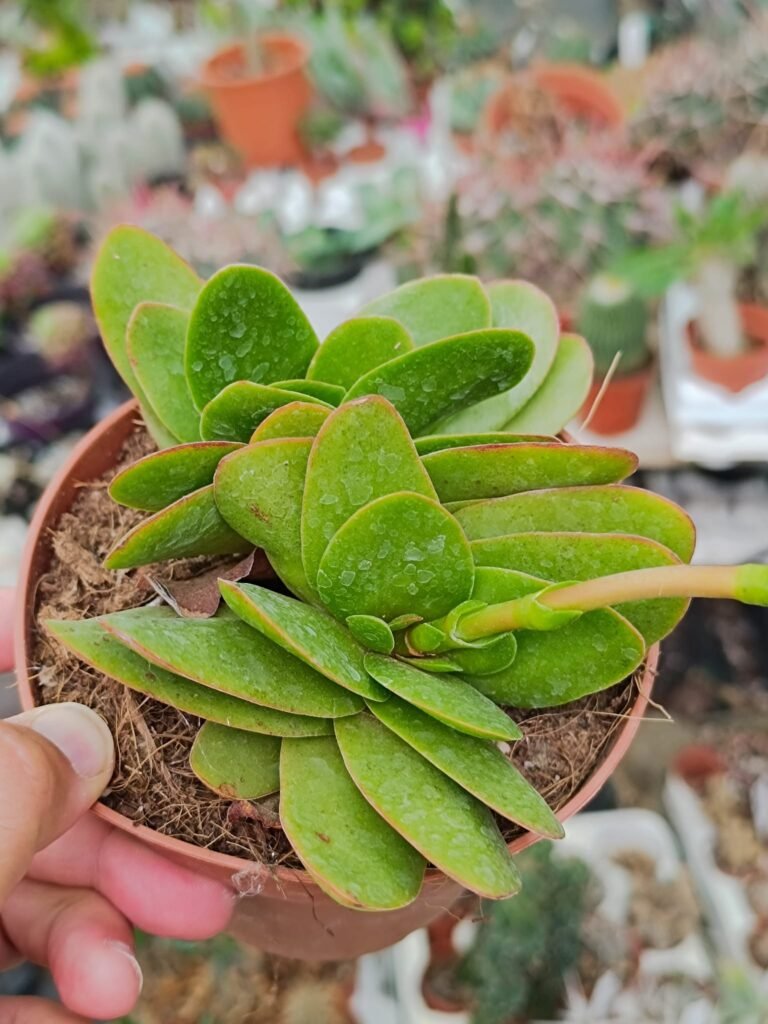 Crassula Borracha