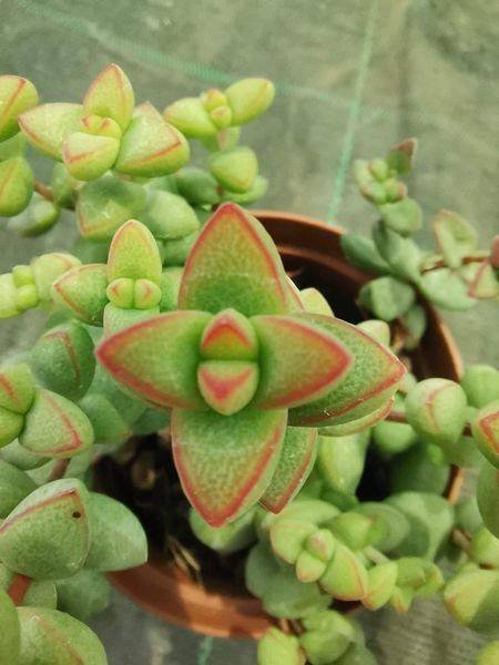 Crassula Brevifolia
