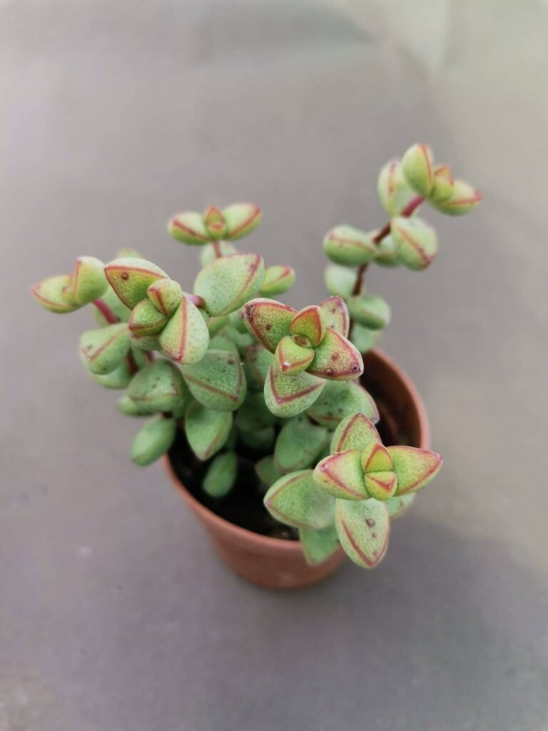 Crassula Brevifolia