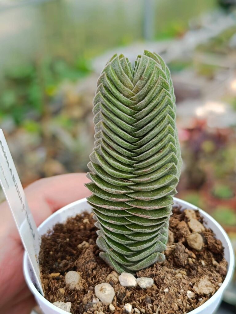 Crassula Buddha’s Temple