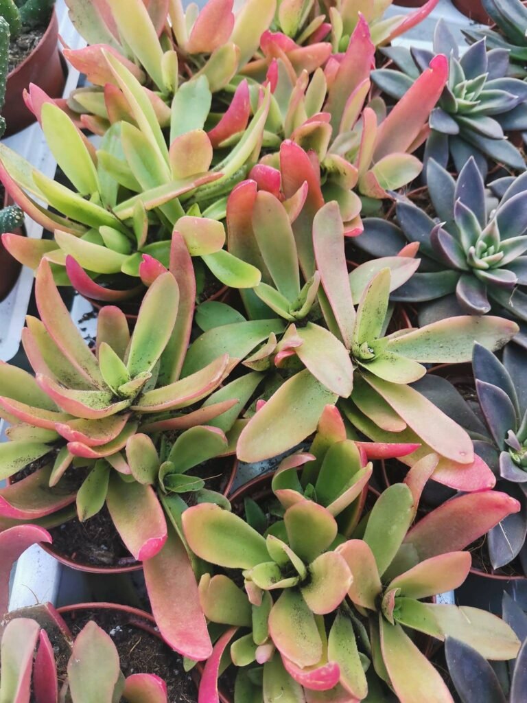 Crassula Capitella CampFire
