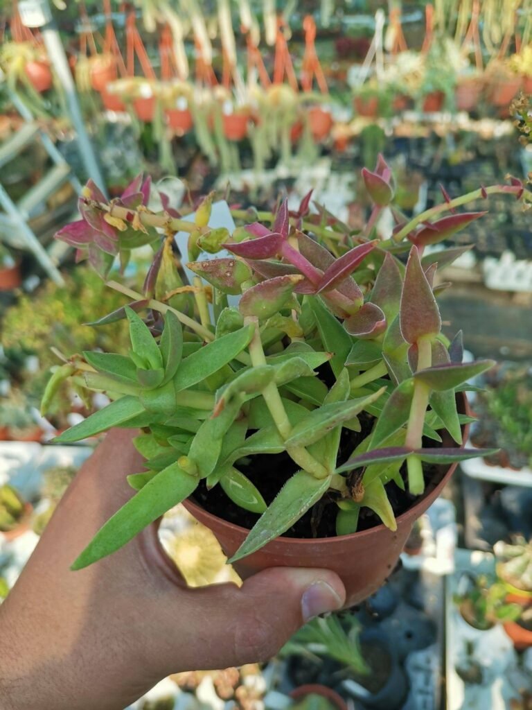 Crassula Capitella red Thyrsiflora