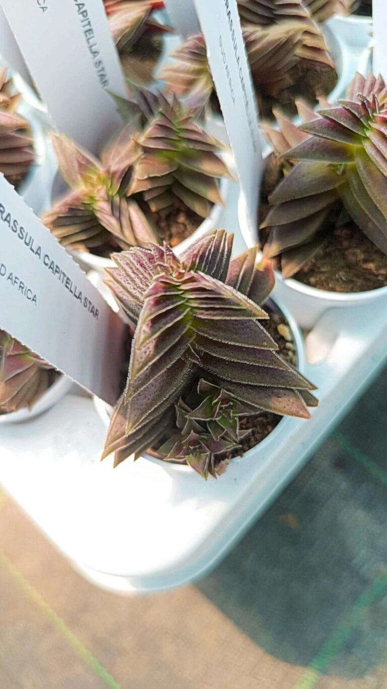 Crassula capitella star