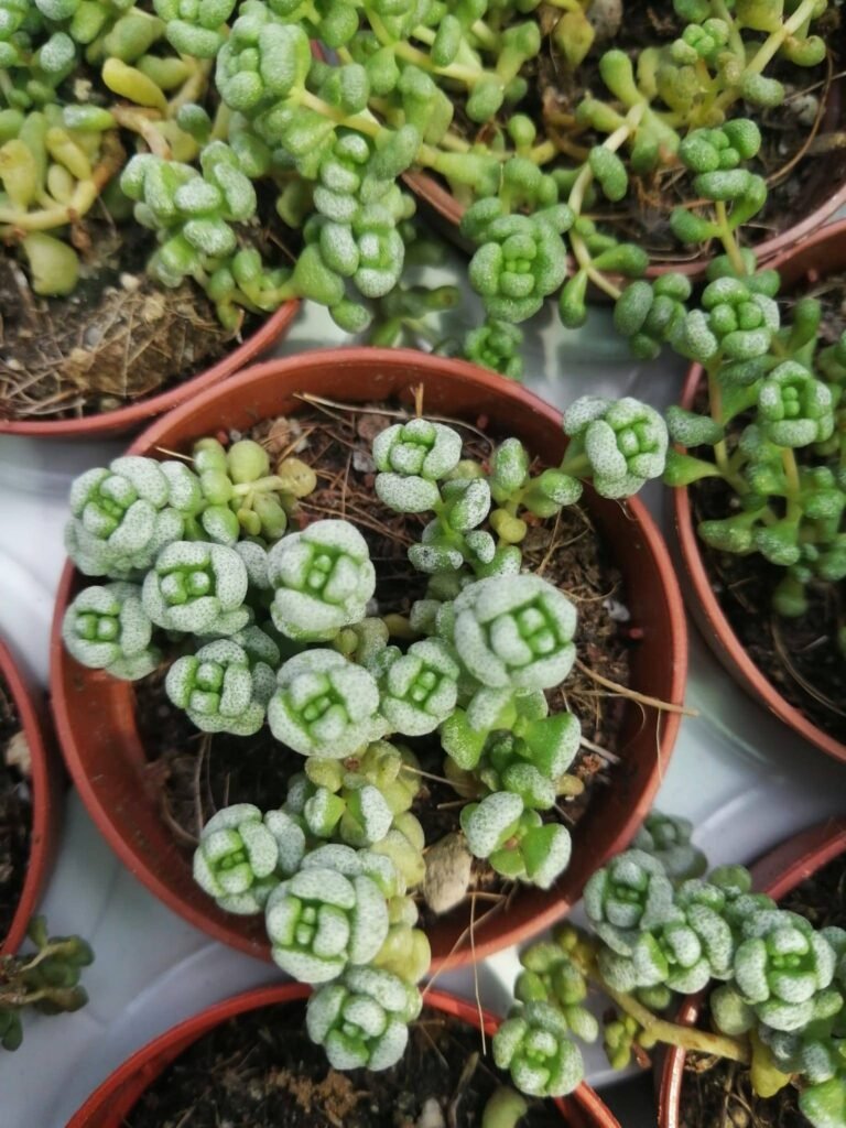 Crassula Corallina