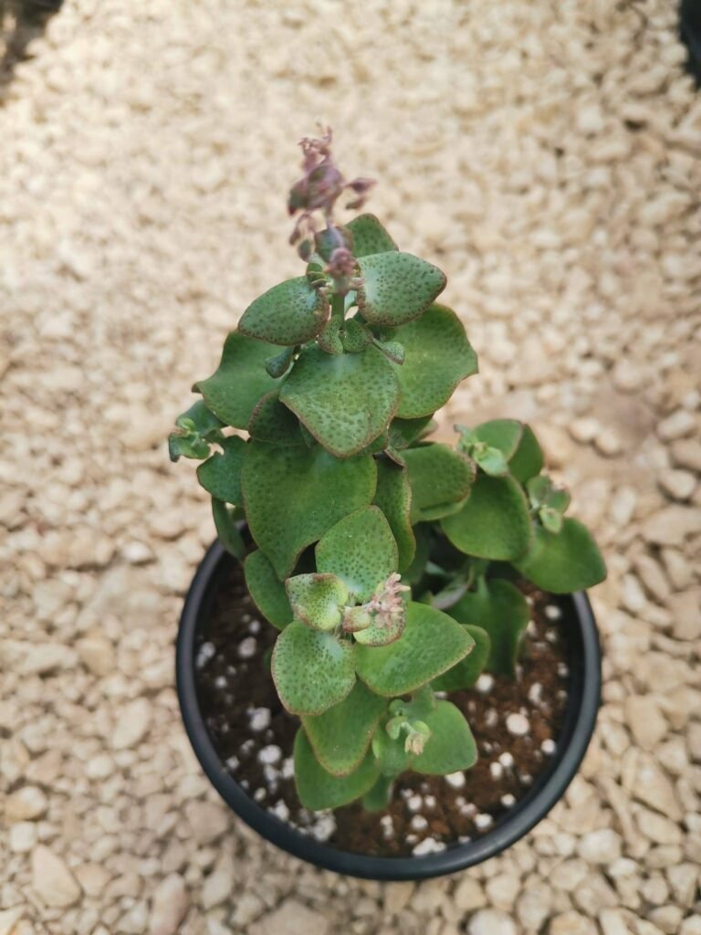 Crassula Cordata
