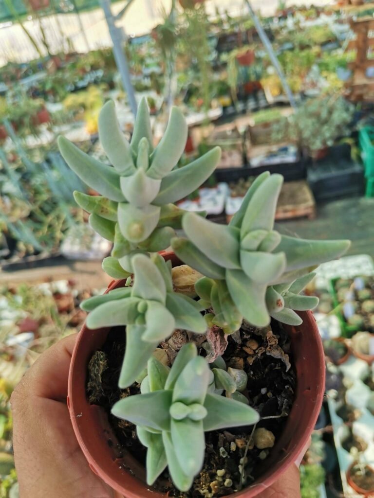 Crassula Cornuta Accestita
