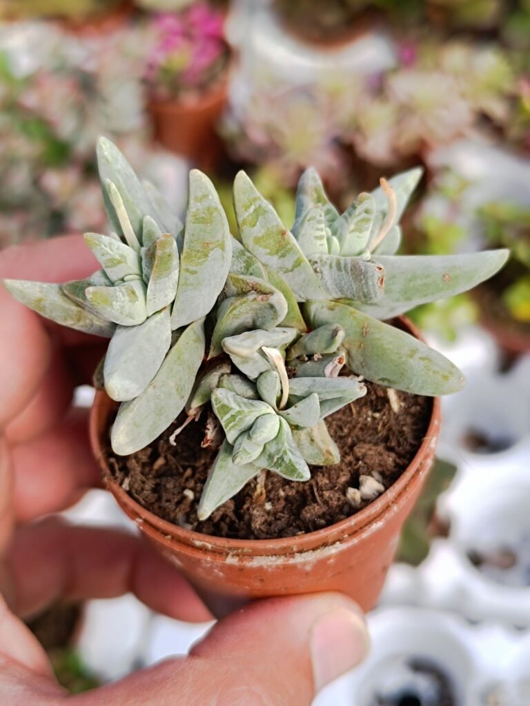 Crassula Deceptor Cornuta