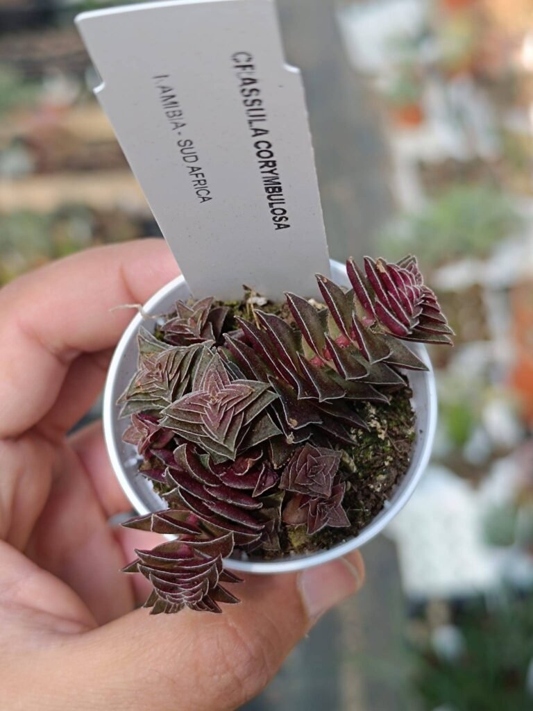 Crassula Capitella red Thyrsiflora
