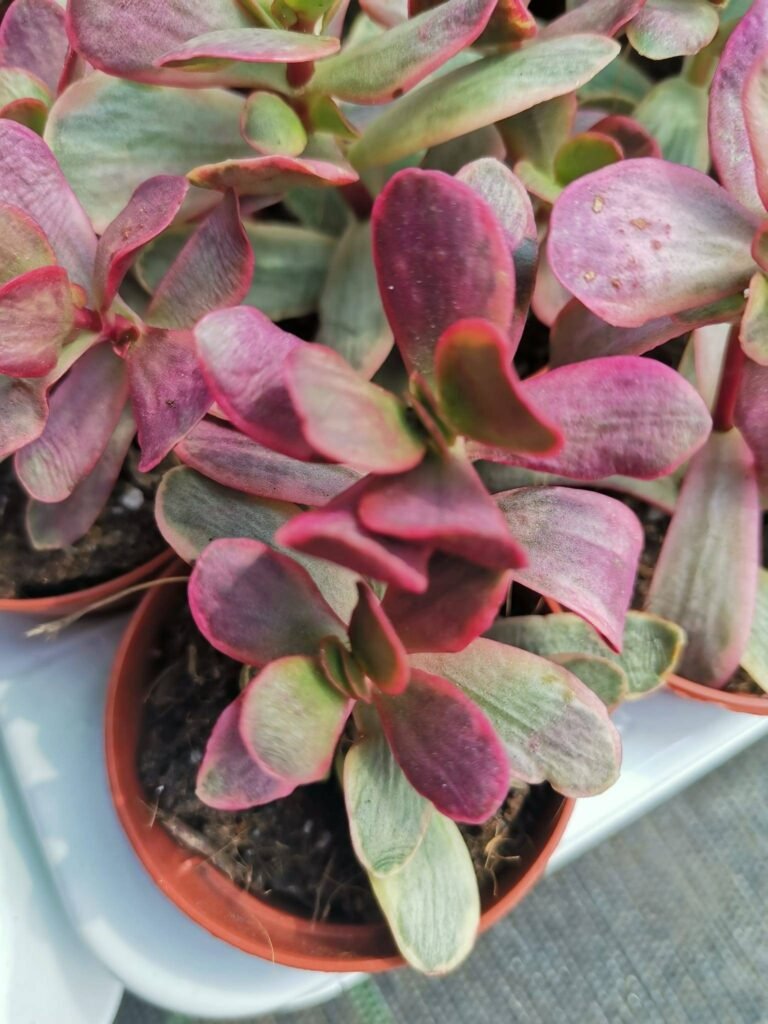 Crassula Cultrata Variegata