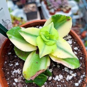 Crassula cv falcata x lotie variegata korean
