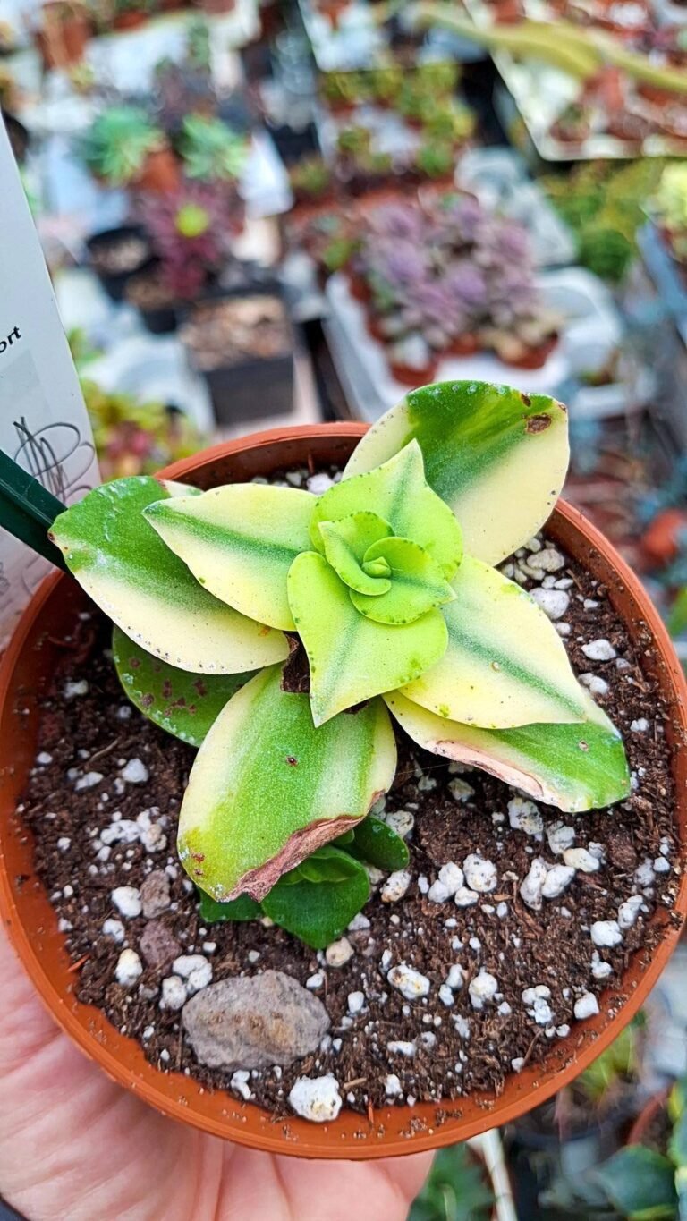 Crassula cv falcata x lotie variegata korean