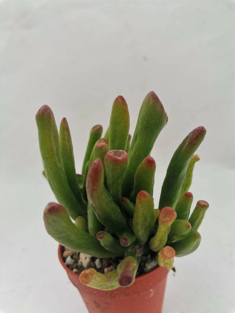 Crassula Gollum