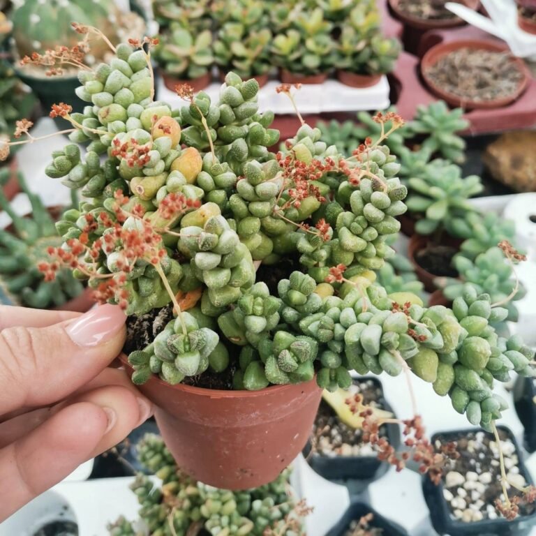 Crassula cv Rosa Marina