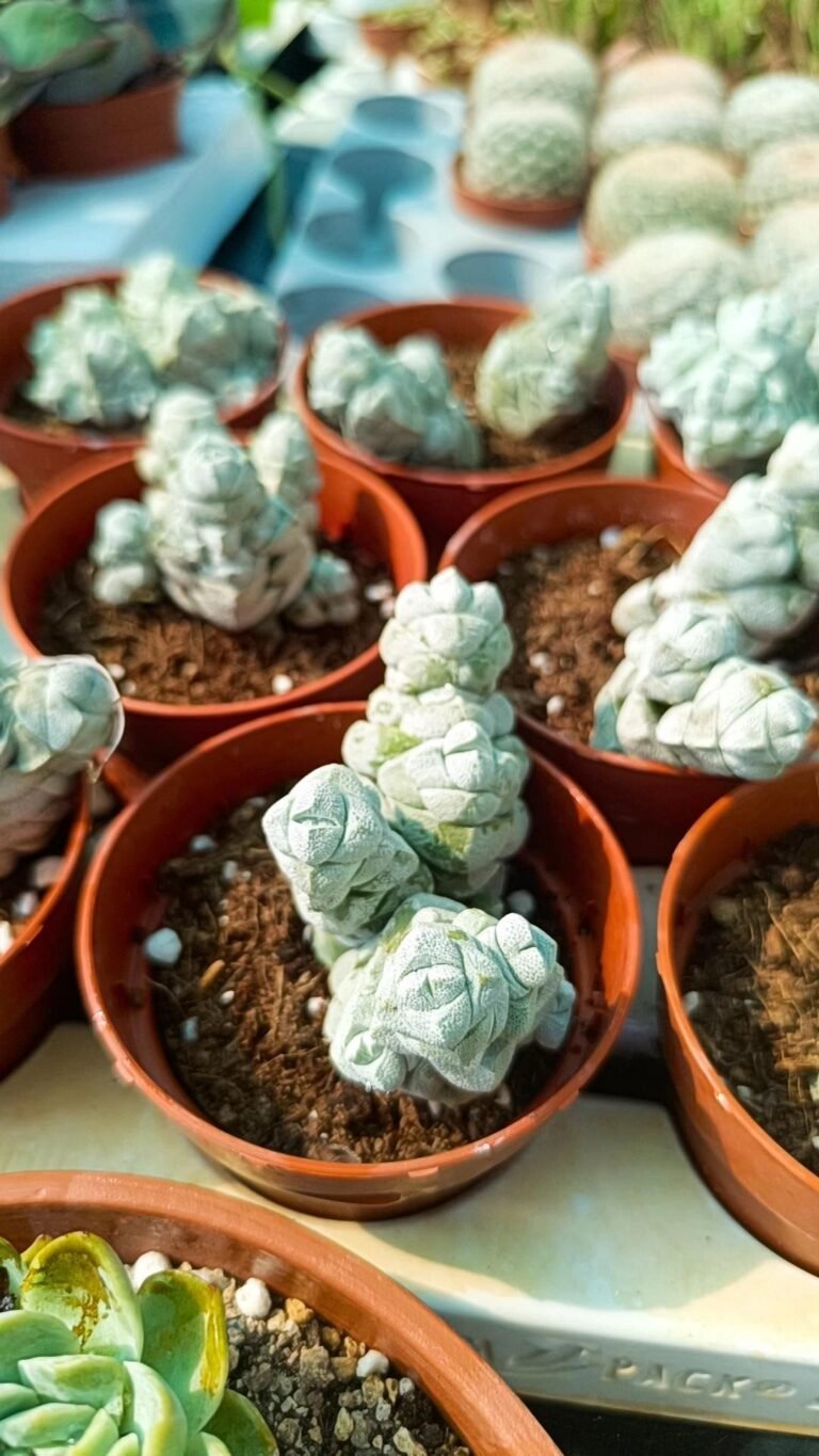 Crassula Deceptor