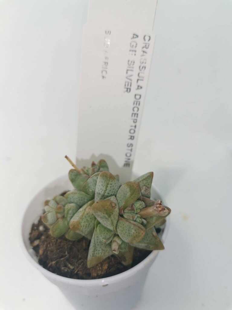 Crassula Deceptor Stone Age Silver