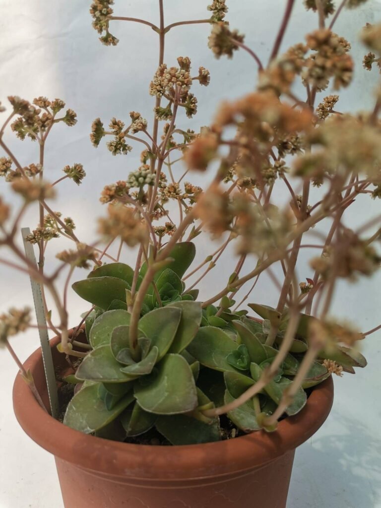Crassula Exilis