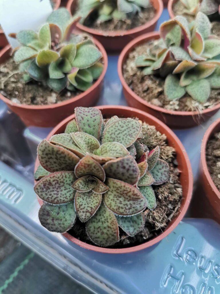 Crassula Exilis Picturata