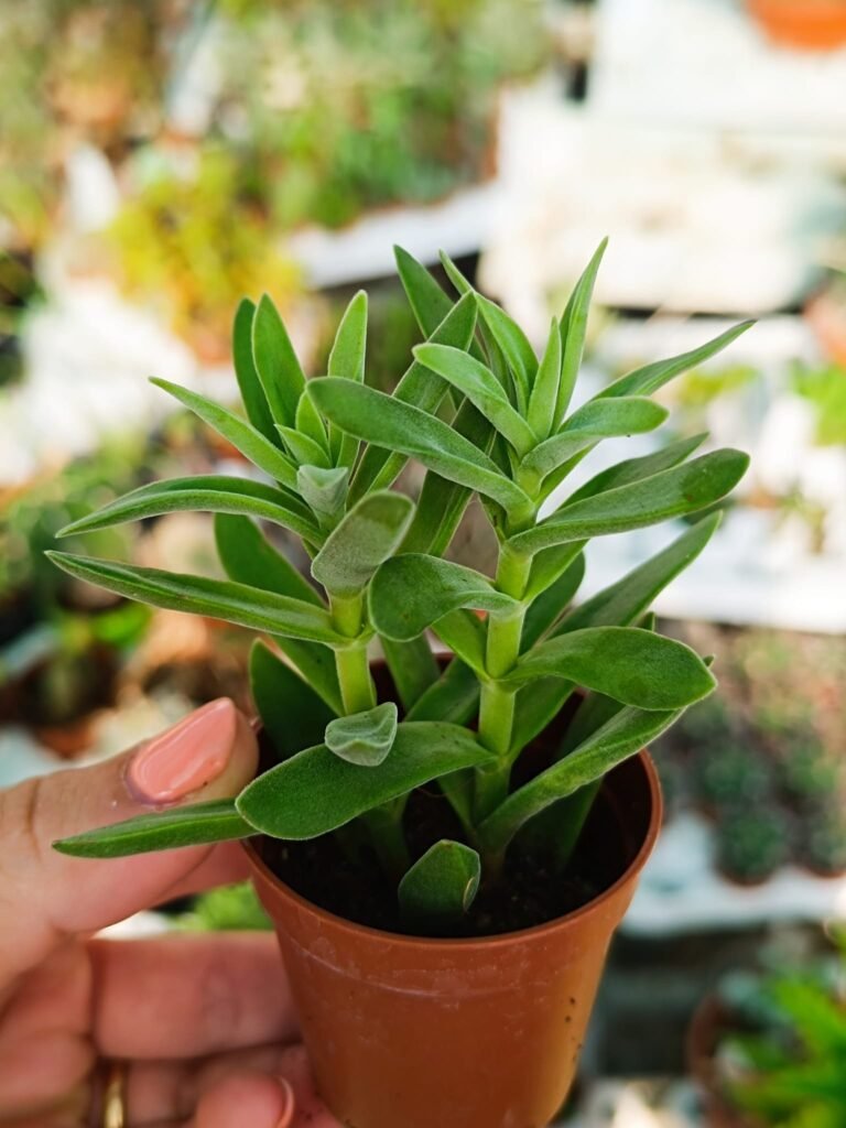 Crassula exilis ssp schmidtii