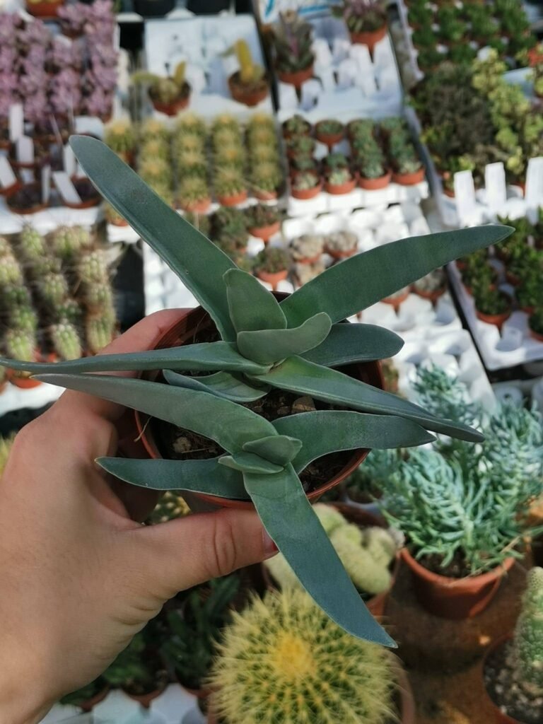 Crassula Falcata