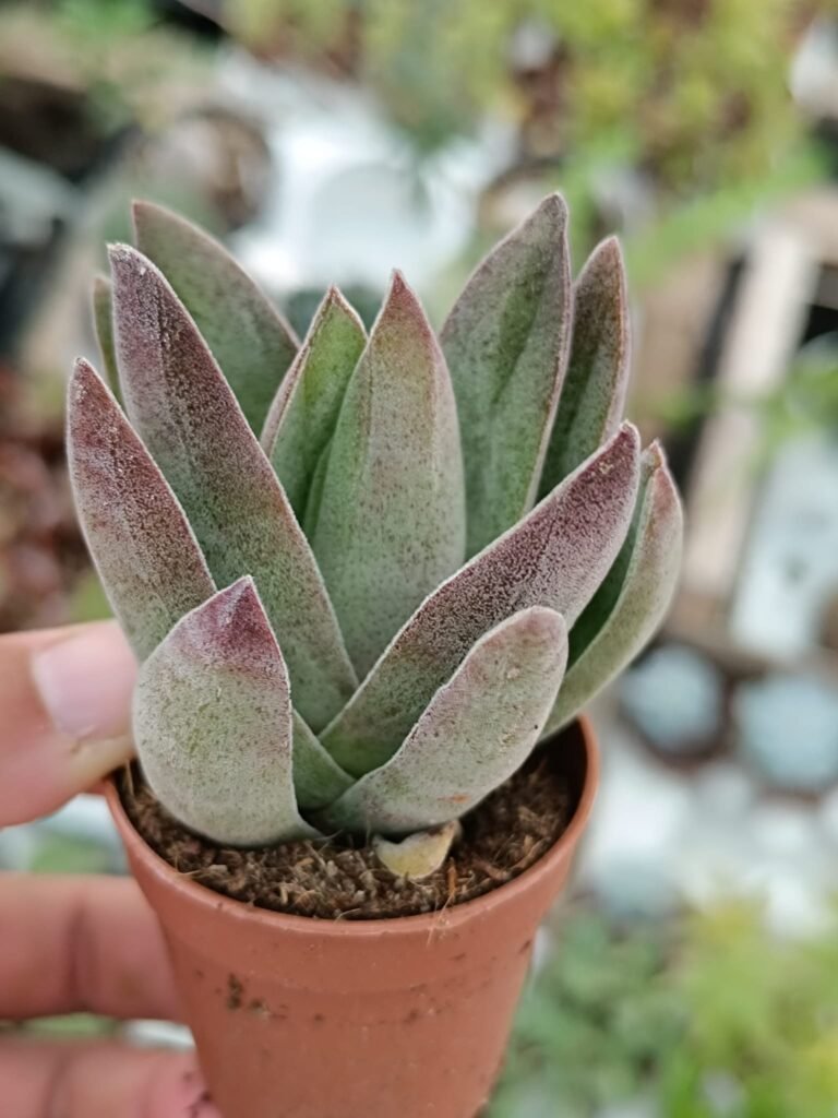 Crassula Garnet Lotus